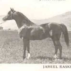Jameel Raskhi
