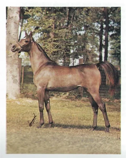 Ansata Nile Dawn