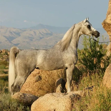 Luxemere Markezza's dam Luxemere Farenza by Falcon BHF
