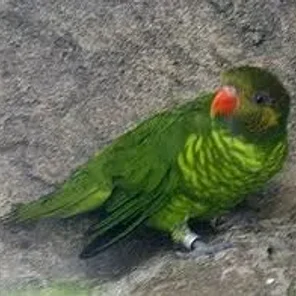 Citrine Lorikeet