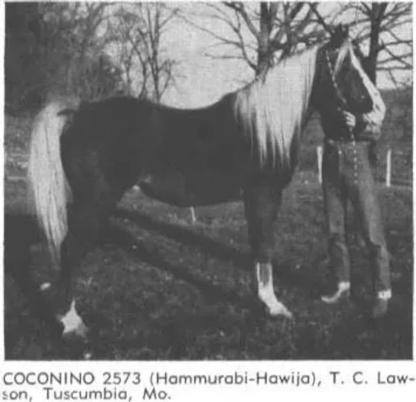 coconino