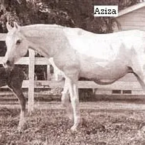 *AZIZA