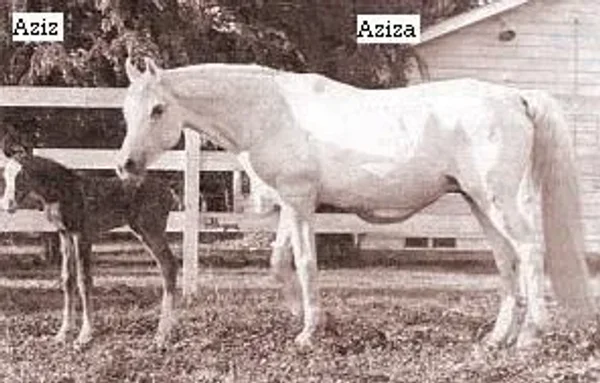 *AZIZA