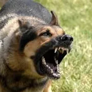 4 Natural Dog Barking Deterrents