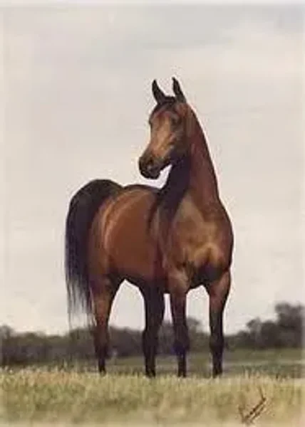 KAJORA