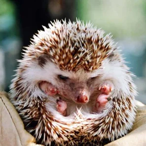 Hedgehog