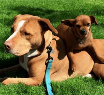 Family Adopts Pit Bull But She Won’t Leave Without Tiny Best Friend