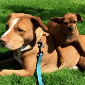 Family Adopts Pit Bull But She Won’t Leave Without Tiny Best Friend