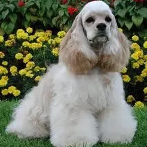 Cocker Spaniel