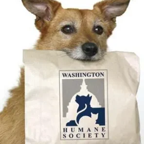 5 things you don’t know about the Washington Humane Society