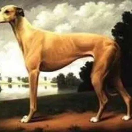 Pets of the Tudors & English Royalty