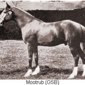 MOOTRUB