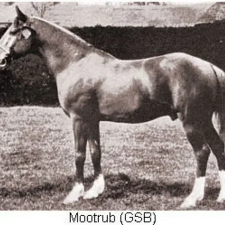 Mootrub
