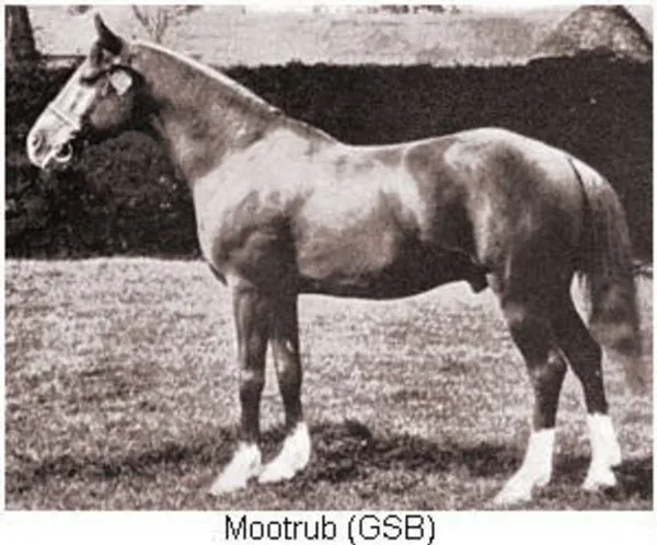 MOOTRUB