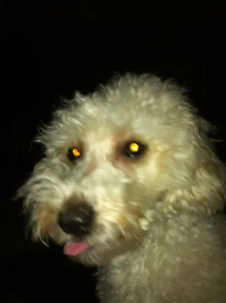 Ella