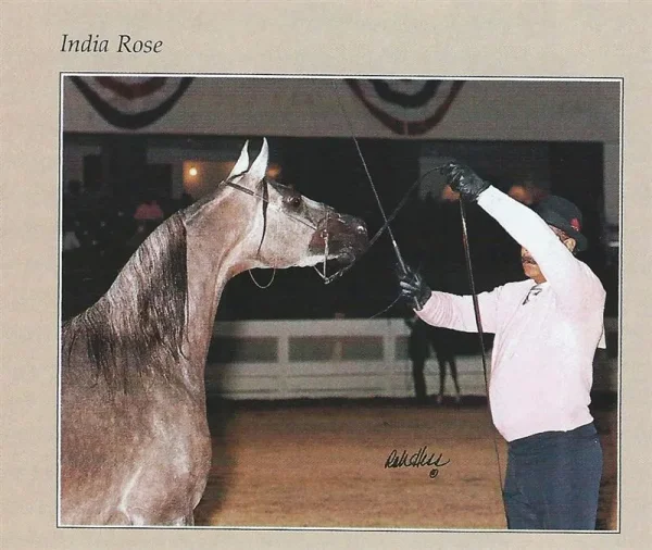 Indian Rose