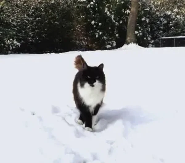 Kiki Strike