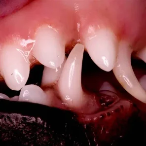 10 Tips for Better Dental Health in Dogs - Part 2