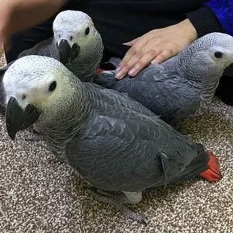 African Grey Parrot