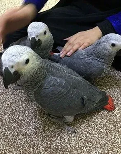 African Grey Parrot