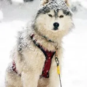 Animals in Winter We Domesticate