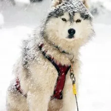 More Snowy Pets of Members
