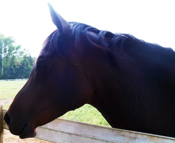 Ace, profile pic...