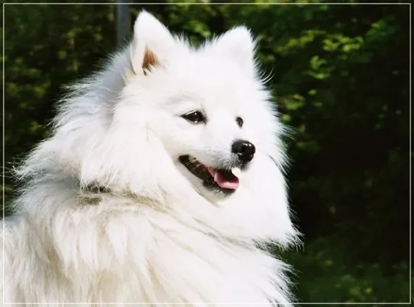 If you have always longed to have a canine pet and have not been able to do so because of lack of time, then think again. There are a few Low Maintenance Dog Breeds.