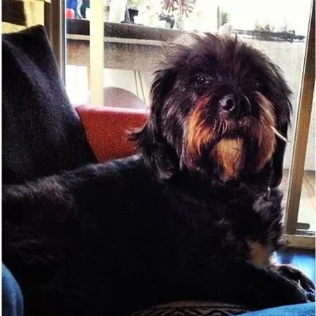 Ashley Benson 
Pet Name: Olive
Breed: Maltese Shih Tzu
Ian Harding
Pet Names: Bailey and Mochi 
Breed: Labradoodle
Trivia: He adopted them through the Adopt LA and Dogs 
Keegan Allen 
Pet Name: Minin 
Breed: Burmese cat 
Lucy Hale 
Pet Name: Ja