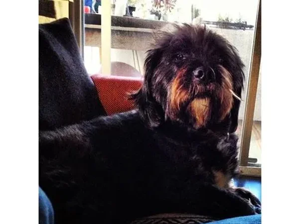 Ashley Benson 
Pet Name: Olive
Breed: Maltese Shih Tzu
Ian Harding
Pet Names: Bailey and Mochi 
Breed: Labradoodle
Trivia: He adopted them through the Adopt LA and Dogs 
Keegan Allen 
Pet Name: Minin 
Breed: Burmese cat 
Lucy Hale 
Pet Name: Ja