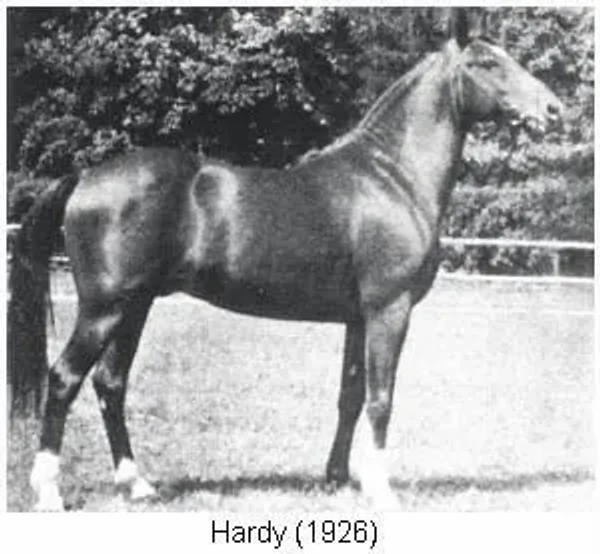 HARDY