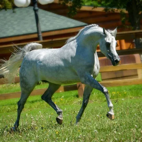 WOW...love the new photos of Jizette! 
I guess she is going back to U.S. Nationals...I wish her and her owners the very best of luck!