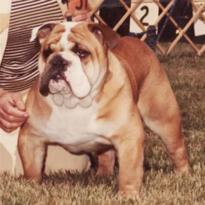 Ch. Hug-O-Bull's Big Red Machine