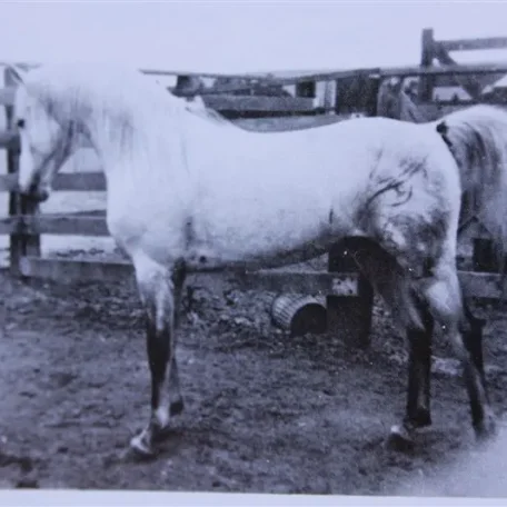 Sureyn (Raseyn x Crabbet Sura) grey stallion, foaled September 11, 1940
bred by W.K. Kellogg Institute