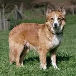 Welsh Sheepdog