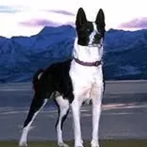 Karelian Bear Dog
