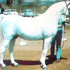 FERNEYN
