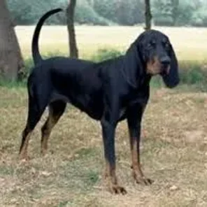 Black and Tan Coonhound