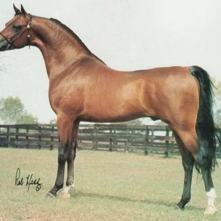 
          Photo by Luxemere Arabians
        
