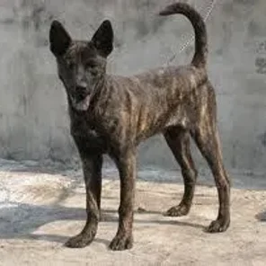 Formosan Mountain Dog
