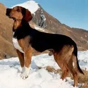 Artois Hound