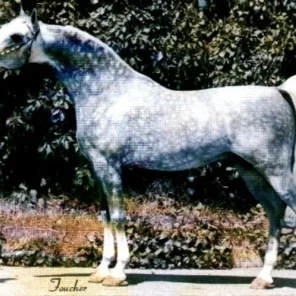 AZH NABORR