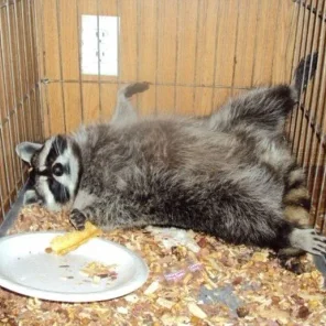 How to Care for a Pet Raccoon