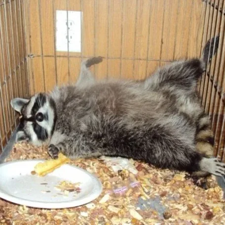 Not many people think of raccoons as pets, but they make great ones, if you're okay with their mischievous personality. Here's how to care for one!