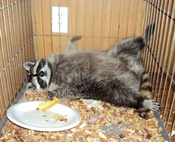Not many people think of raccoons as pets, but they make great ones, if you're okay with their mischievous personality. Here's how to care for one!