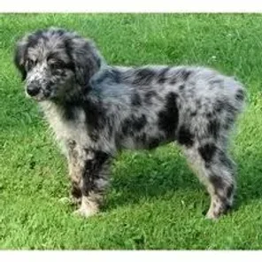 Australian Retriever (Designer Dog)