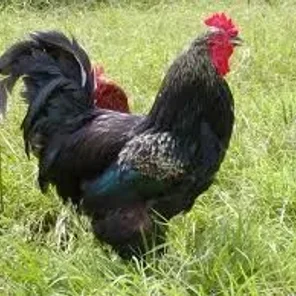Black Jersey Giant