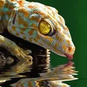 Gecko