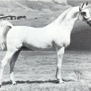 *IBN MONIET EL NEFOUS