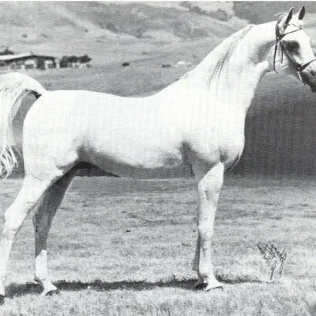 IBN MONIET EL NEFOUS (Morafic x Moniet El Nefous by Shahloul)